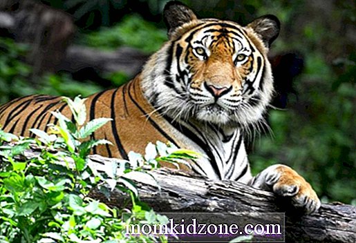 Download 7300 Koleksi Gambar Harimau Terbesar Paling Baru 